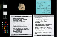Foto (Objekt + Etikett) von Ambulocapsa altilis (Robins, Feldmann & Schweitzer, 2013)  (NHMW-GEO-1990-0041-4645)